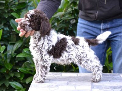 Lagotto Romagnolo puppies