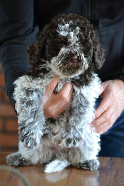 Lagotto Romagnolo puppies