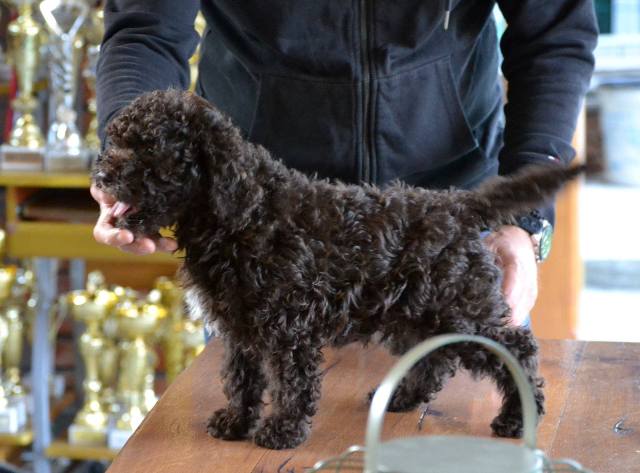 Lagotto Romagnolo puppies