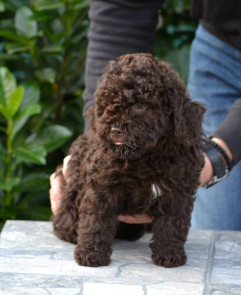 Lagotto Romagnolo puppies