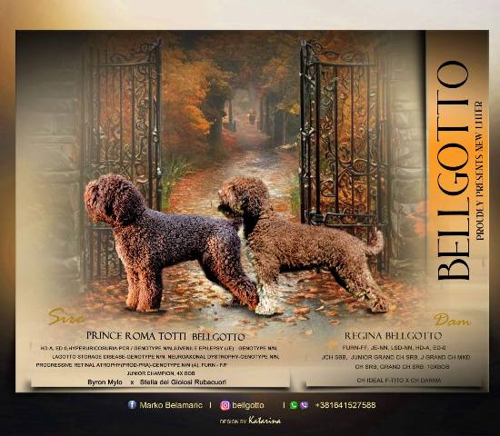 Lagotto Romagnolo puppies