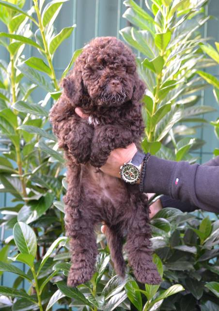Lagotto Romagnolo puppies