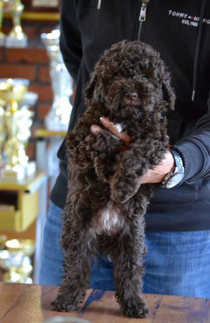 Lagotto Romagnolo puppies