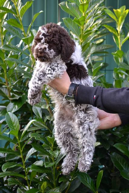 Lagotto Romagnolo puppies