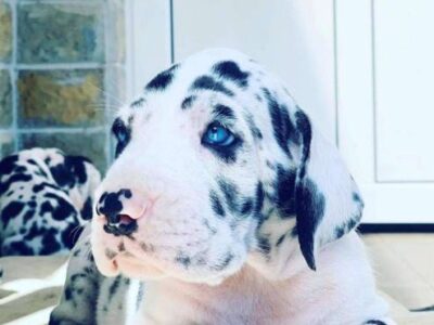 Great Dane puppies