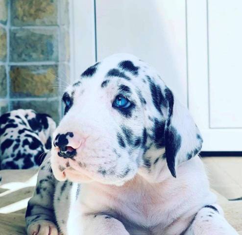 Great Dane puppies