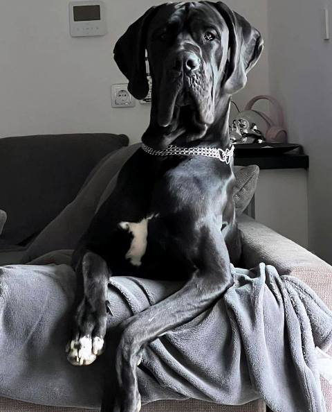 Great Dane puppies