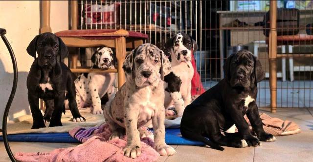 Great Dane puppies