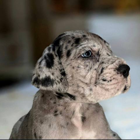 Great Dane puppies