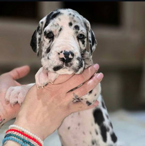 Great Dane puppies