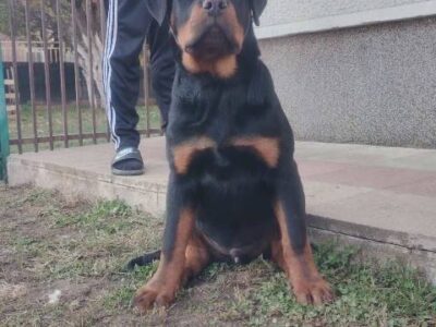 Rottweiler, top puppies