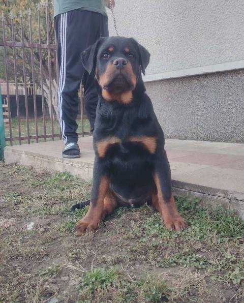 Rottweiler, top puppies