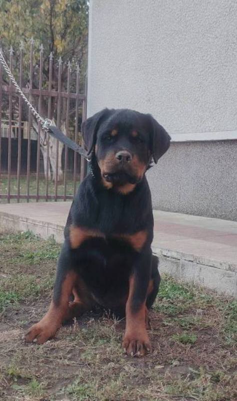 Rottweiler, top puppies