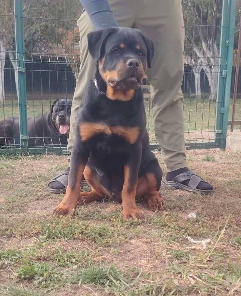 Rottweiler, top puppies