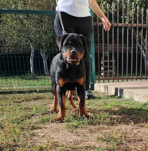 Rottweiler, top puppies