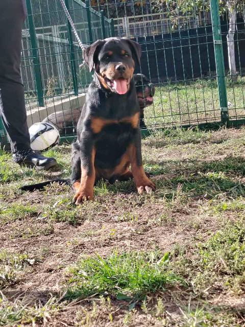 Rottweiler, top puppies