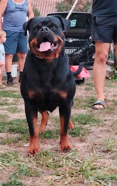 Rottweiler, top puppies