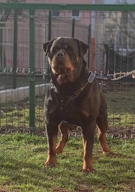 Rottweiler, top puppies