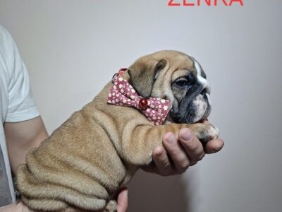 English Bulldog