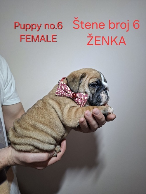 English Bulldog