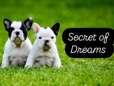 French Bulldog, puppies of top origin