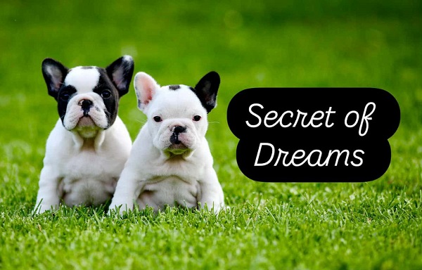 French Bulldog, puppies of top origin