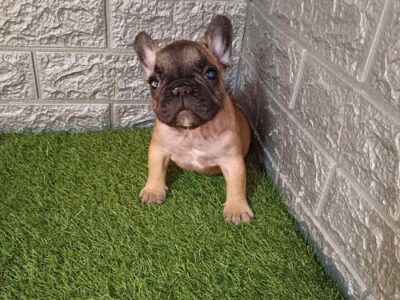 French bulldog