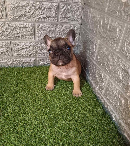 French bulldog