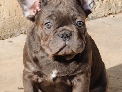 French bulldog, exotic puppies