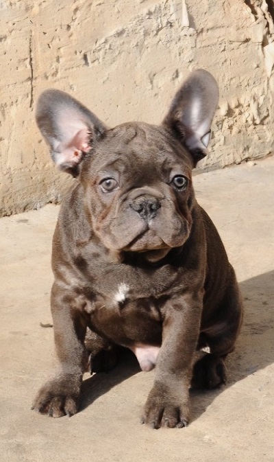 French bulldog, exotic puppies