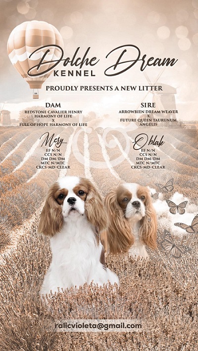 King Charles Cavalier Spaniel