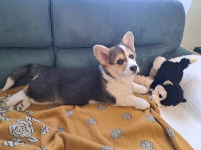 Welsh Corgi Pembroke Tricolor