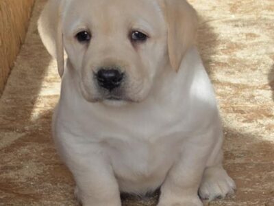 LABRADOR retriever, puppies of champion origin