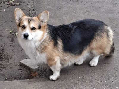 Welsh Corgi, 18 months old
