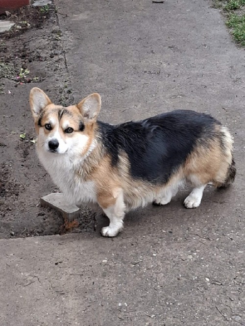 Welsh Corgi, 18 months old