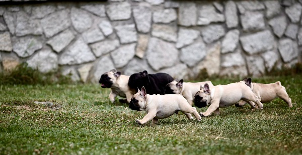 French Bulldog, puppies of top origin