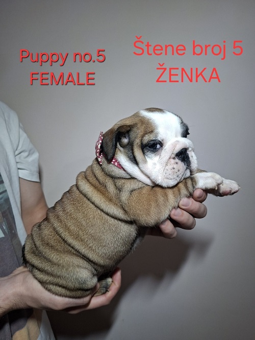 English Bulldog