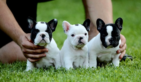 French Bulldog, puppies of top origin