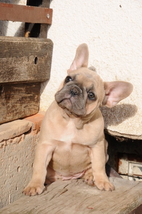 French bulldog, exotic puppies