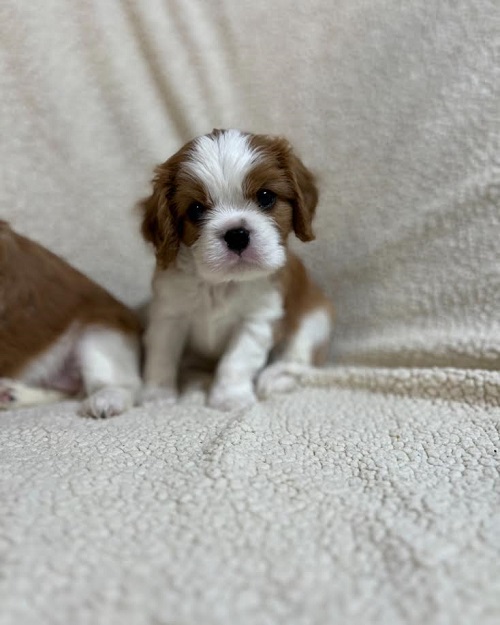 King Charles Cavalier Spaniel