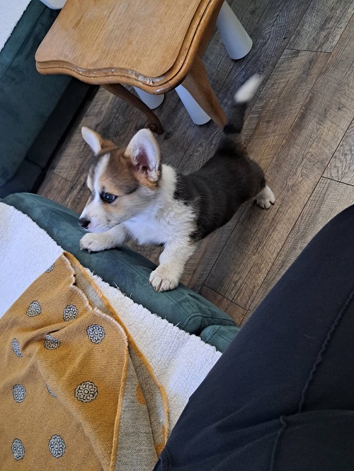 Welsh Corgi Pembroke Tricolor
