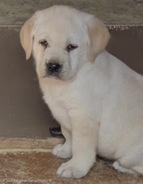 LABRADOR retriever, puppies of champion origin