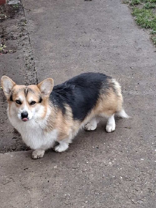 Welsh Corgi, 18 months old