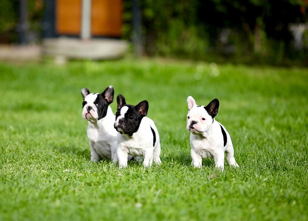 French Bulldog, puppies of top origin
