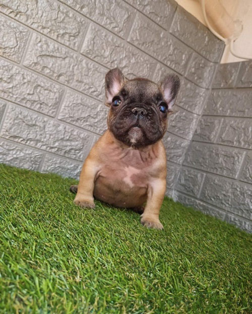 French bulldog