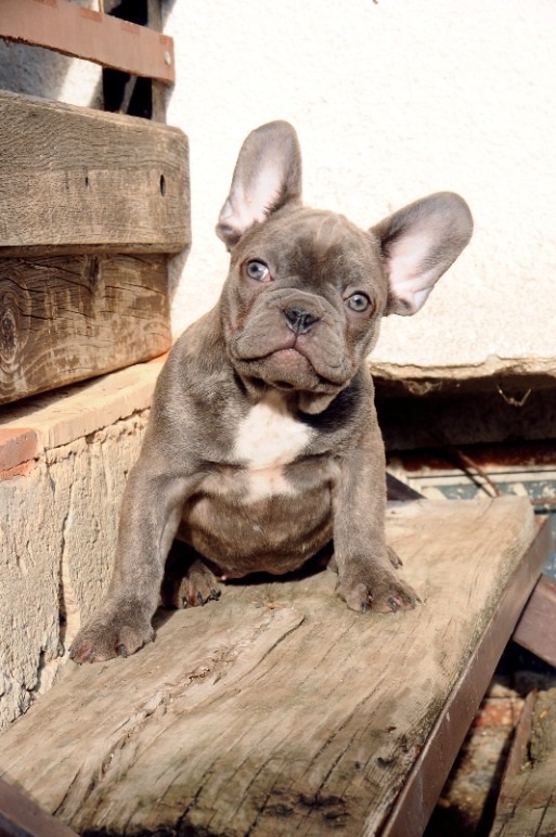 French bulldog, exotic puppies