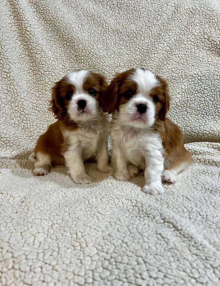 King Charles Cavalier Spaniel