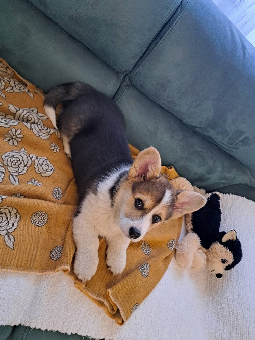 Welsh Corgi Pembroke Tricolor
