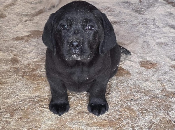 LABRADOR retriever, puppies of champion origin