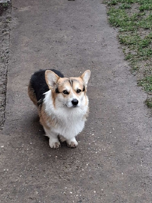 Welsh Corgi, 18 months old